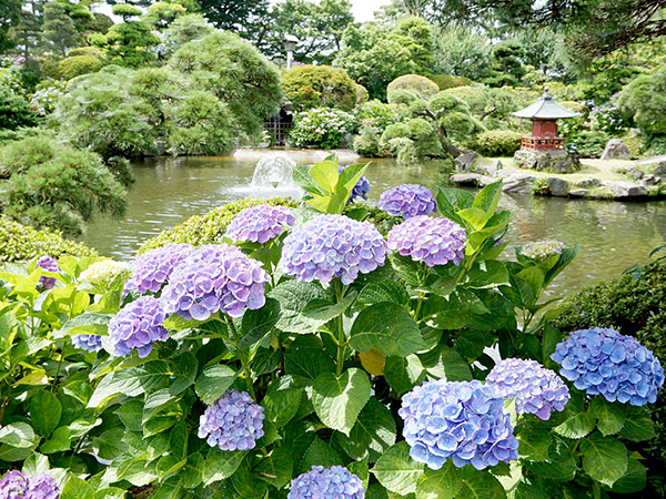 【2食付】紫陽花プラン2023～水に濡れて美しさを増す紫陽花～
