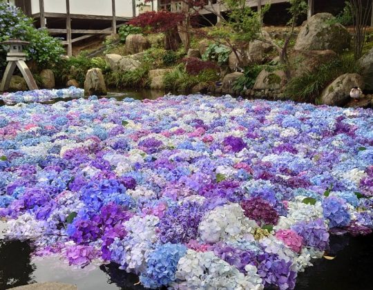 【2食付】紫陽花プラン2023～水に濡れて美しさを増す紫陽花～