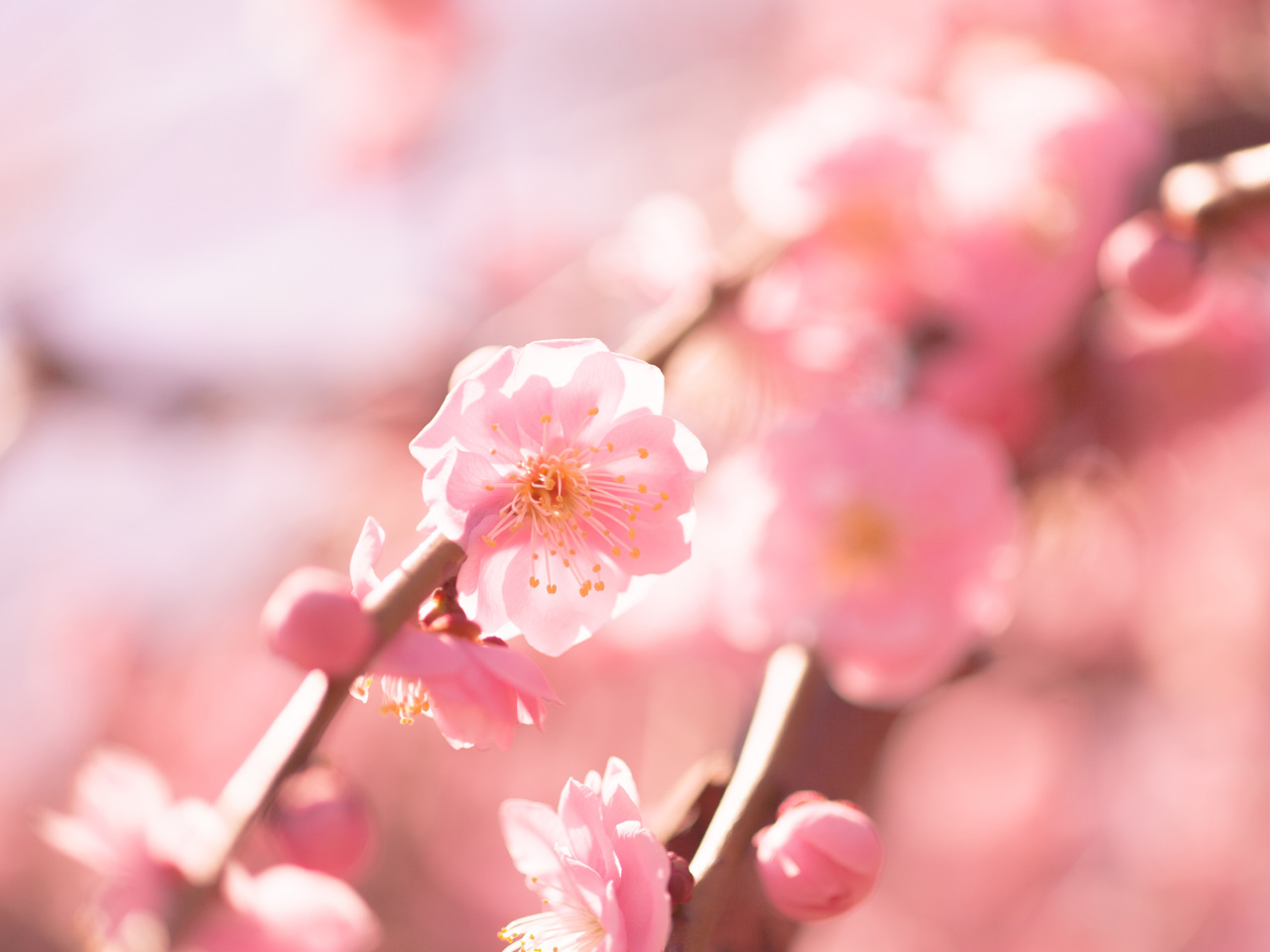 【大好評!!】観梅宿泊プラン2026~ご夕食とご朝食付き~