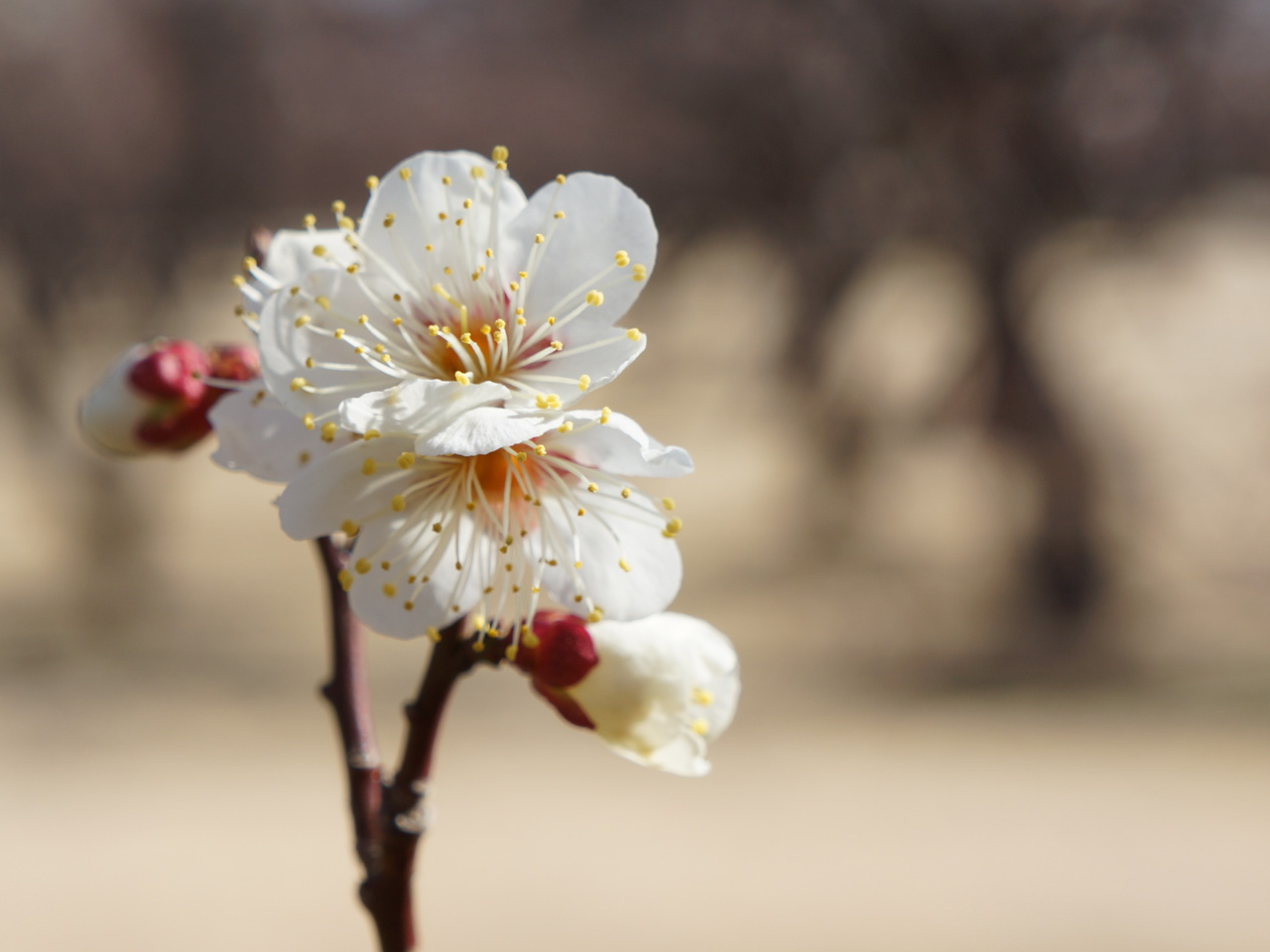 【大好評!!】観梅宿泊プラン2026~ご朝食付き~