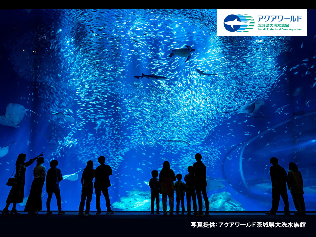 アクアワールド茨城県大洗水族館チケット付き♪コラボレーションルームご宿泊プラン【素泊り】