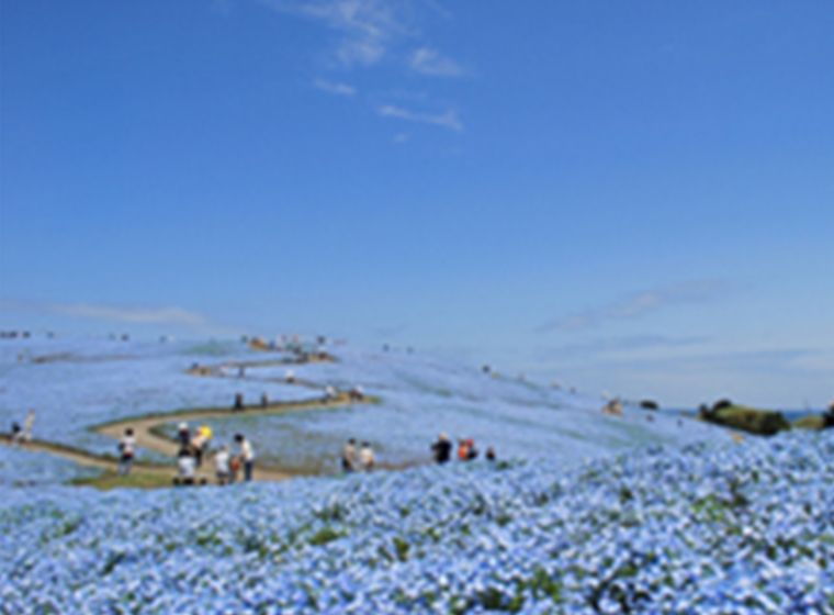 Hitachi seaside park